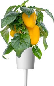 Click And Grow Click and Grow refill żółta papryka 3-pak 6