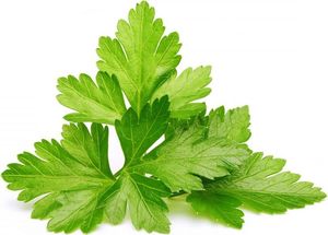 Click And Grow Refill kolendra 3-pak 2