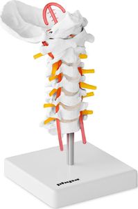 Physa Model anatomiczny odcinka szyjnego kręgosłupa człowieka w skali 1:1 1