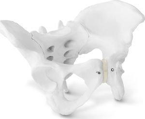 Physa Model anatomiczny miednicy człowieka kobiety w skali 1:1 1