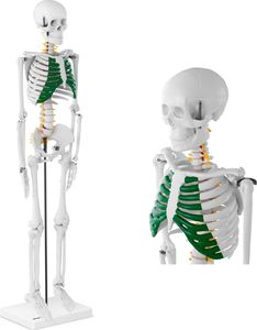 Physa Model anatomiczny szkieletu człowieka 85 cm 1