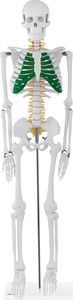 Physa Model anatomiczny szkieletu człowieka 85 cm 3