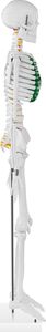 Physa Model anatomiczny szkieletu człowieka 85 cm 4