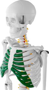 Physa Model anatomiczny szkieletu człowieka 85 cm 5