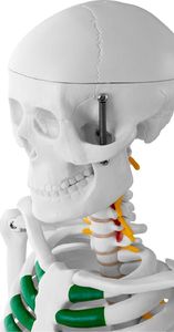 Physa Model anatomiczny szkieletu człowieka 85 cm 6