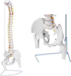 Physa Model anatomiczny ludzkiego kręgosłupa z miednicą męską 86 cm 1