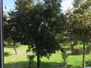 SunnyLife Filtr Polaryzacyjny CPL do drona Dji Mavic Mini (SB5651) 5