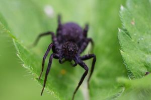 Filtr Massa MAKRO +10 na 46mm 6