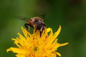 Filtr Massa MAKRO +8 DIOPTRIE 55mm czarny 5