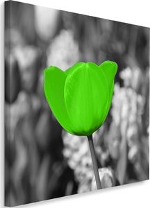 Feeby Obraz na płótnie - Canvas, Zielony tulipan na łące 40x40 1