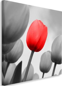 Feeby Obraz na płótnie - Canvas, Czerwony tulipan w szarości 40x40 1