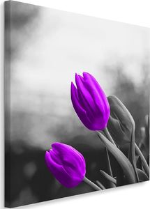 Feeby Obraz na płótnie - Canvas, Dwa fioletowe tulipany 40x40 1