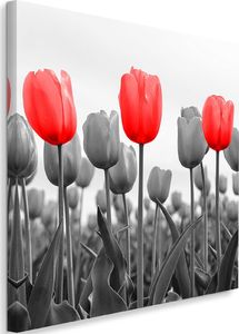 Feeby Obraz na płótnie - Canvas, Czerwone tulipany na łące 40x40 1