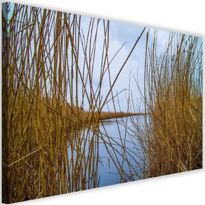 Feeby Obraz na płótnie - Canvas, Trzciny na jeziorze 60x40 1