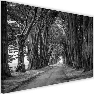 Feeby Obraz na płótnie - Canvas, Leśna aleja drzew 60x40 1