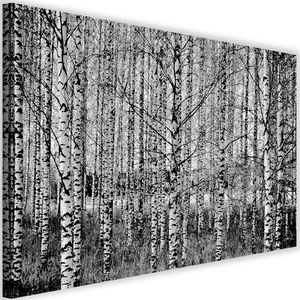 Feeby Obraz na płótnie - Canvas, Czarno-białe brzozy 90x60 1