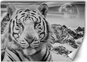 Feeby Fototapeta, Tygrys na tle gór i księżyca 150x100 1