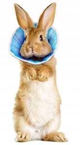 Grande Finale Kołnierz pooperacyjny pozabiegowy psa kota GF 1 S uniwersalny 5