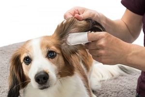 Trixie Nakładki płatki do czyszczenia uszu psa kota 50szt uniwersalny 5