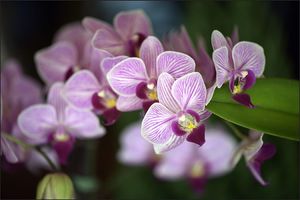 AC Fototapeta Piękne Orchidee flizelina 130g 90x60 1