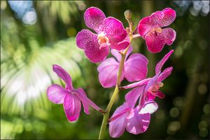 AC Fototapeta Piękne Orchidee flizelina 130g 90x60 1