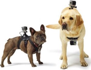GoPro Fetch (Dog Harness) (ADOGM-001) 3