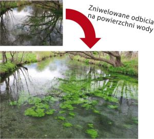 Filtr Marumi DHG Circular PL 37mm - (MCPL37 DHG) 4