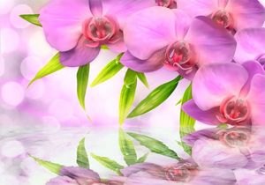 DecoNest Fototapeta - Orchidee w kolorze lila - 100X70 1