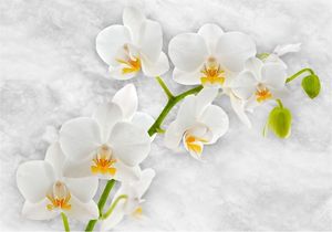 DecoNest Fototapeta - Liryczna orchidea - biel - 200X140 1