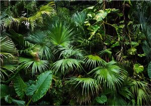 DecoNest Fototapeta - Słoneczna dżungla - 150X105 1