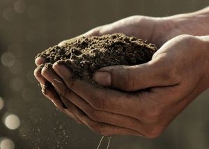 COMPO SANA Podłoże do roślin wodnych 20 Litrów 3