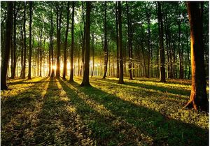 DecoNest Fototapeta - Wiosna: Poranek w lesie - 150X105 1