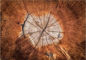 DecoNest Fototapeta - Dusza drzewa - 100X70 1