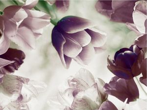DecoNest Fototapeta - Heavenly tulips - 350X270 1