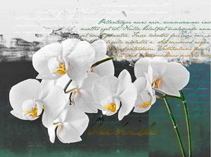 DecoNest Fototapeta - Orchidea - inspiracja poety - 350X270 1