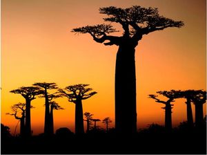 DecoNest Fototapeta - Afrykańskie baobaby - 400X309 1