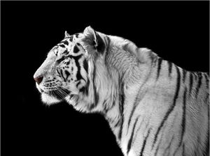 DecoNest Fototapeta - Biały tygrys - 400X309 1