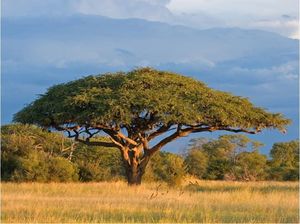 DecoNest Fototapeta - Afrykańska akacja - Park Narodowy Hwange, Zimbabwe - 400X309 1