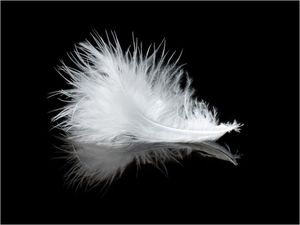 DecoNest Fototapeta - White feather - 400X309 1