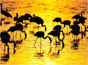 DecoNest Fototapeta - Kenia - flamingi na jeziorze Nakuru - 400X309 1