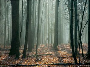 DecoNest Fototapeta - Witches' forest - 350X270 1