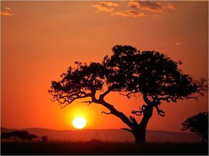 DecoNest Fototapeta - Afryka: zachód słońca - 350X270 1