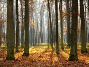 DecoNest Fototapeta - Autumn trees - 350X270 1