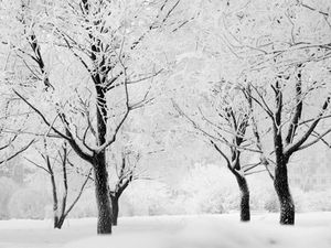 DecoNest Fototapeta - Drzewa - pejzaż zimowy - 350X270 1