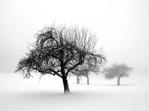 DecoNest Fototapeta - Zima: drzewa - 350X270 1