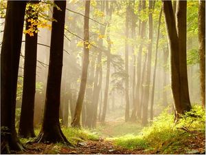 DecoNest Fototapeta - Mysterious forest path - 350X270 1