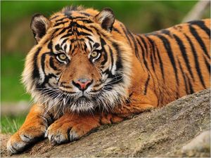 DecoNest Fototapeta - Tygrys sumatrzański - 200X154 1