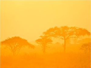 DecoNest Fototapeta - Orange savanna - 200X154 1
