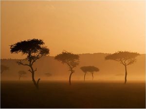 DecoNest Fototapeta - Massai Mara - 200X154 1