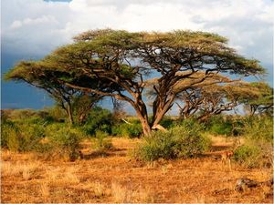 DecoNest Fototapeta - W krainie Samburu, Kenia - 200X154 1